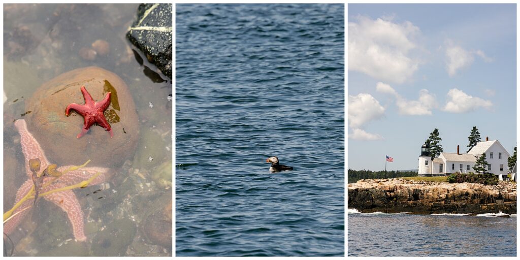 Acadia National Park starfish