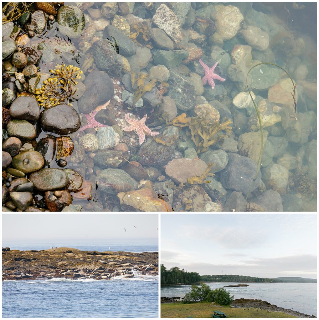 Acadia National Park Starfish