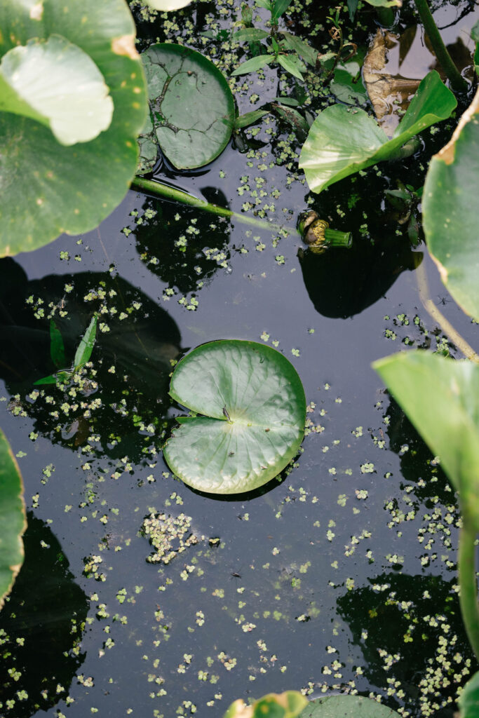 lilly pads