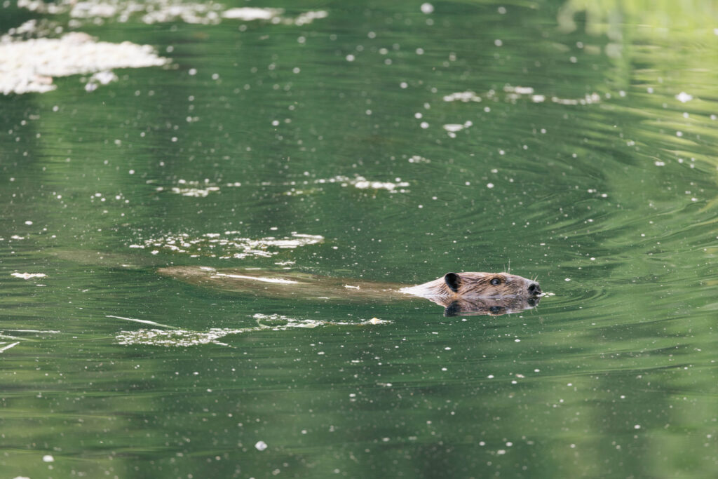 beaver in water