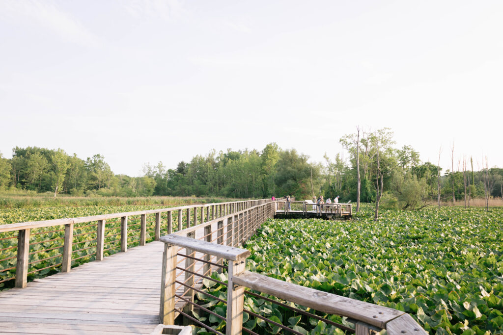 boardwalk in marsh