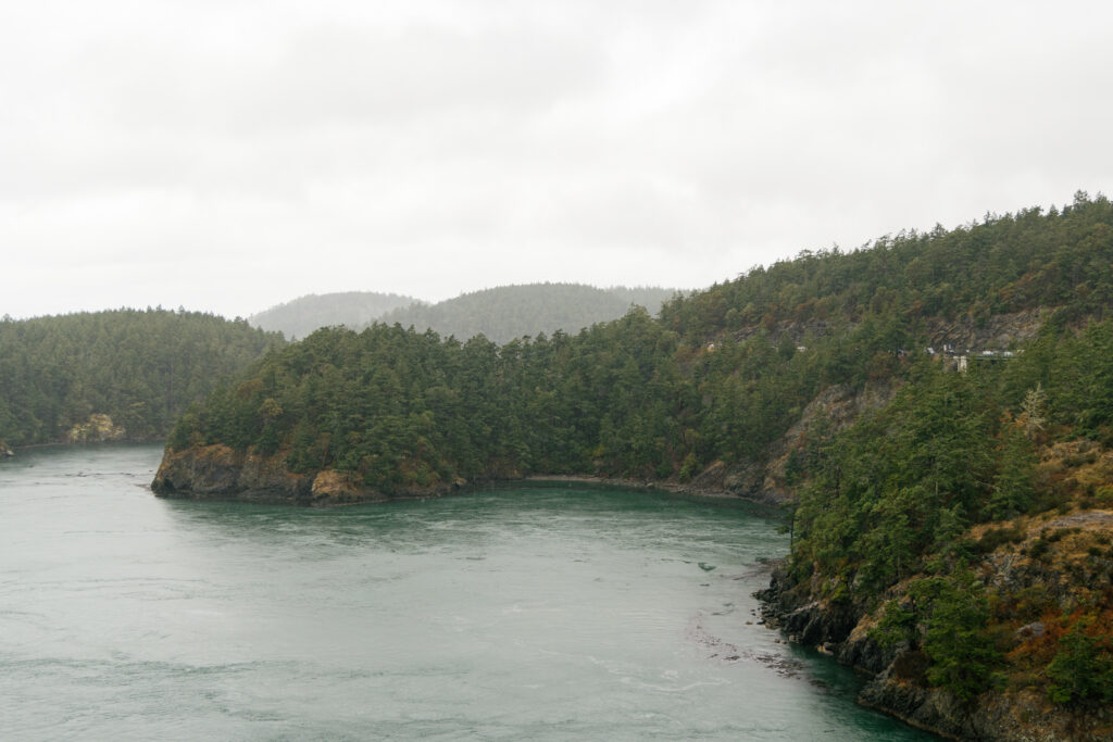 rainy trees by the ocean