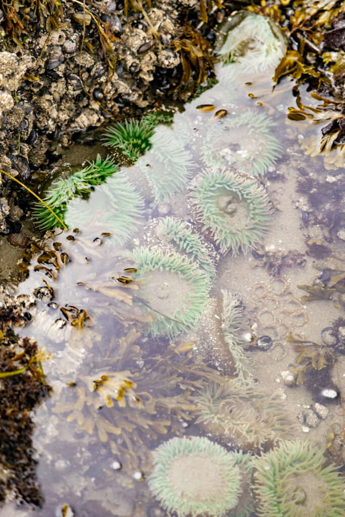 sea anemonies