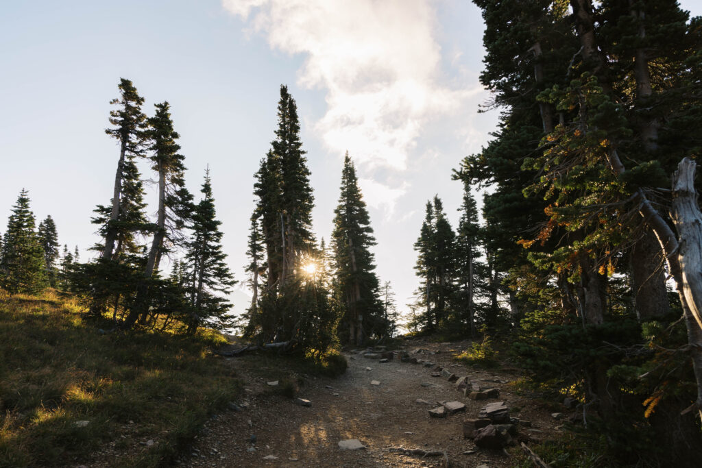sun peeking through pine trees